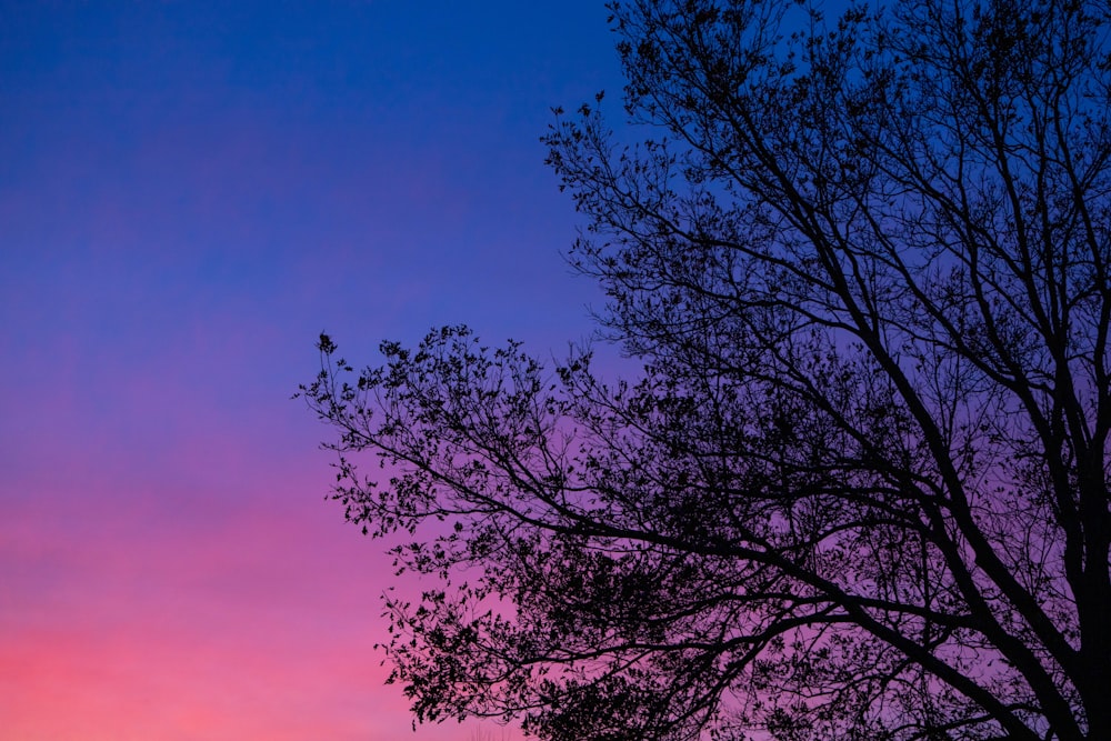 silhouette of trees