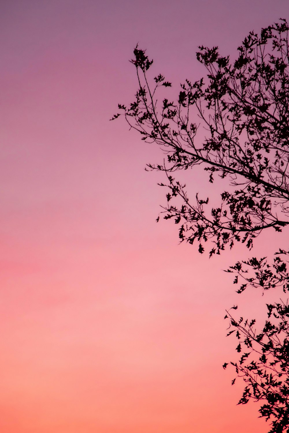 Silhouette dell'albero durante l'ora d'oro