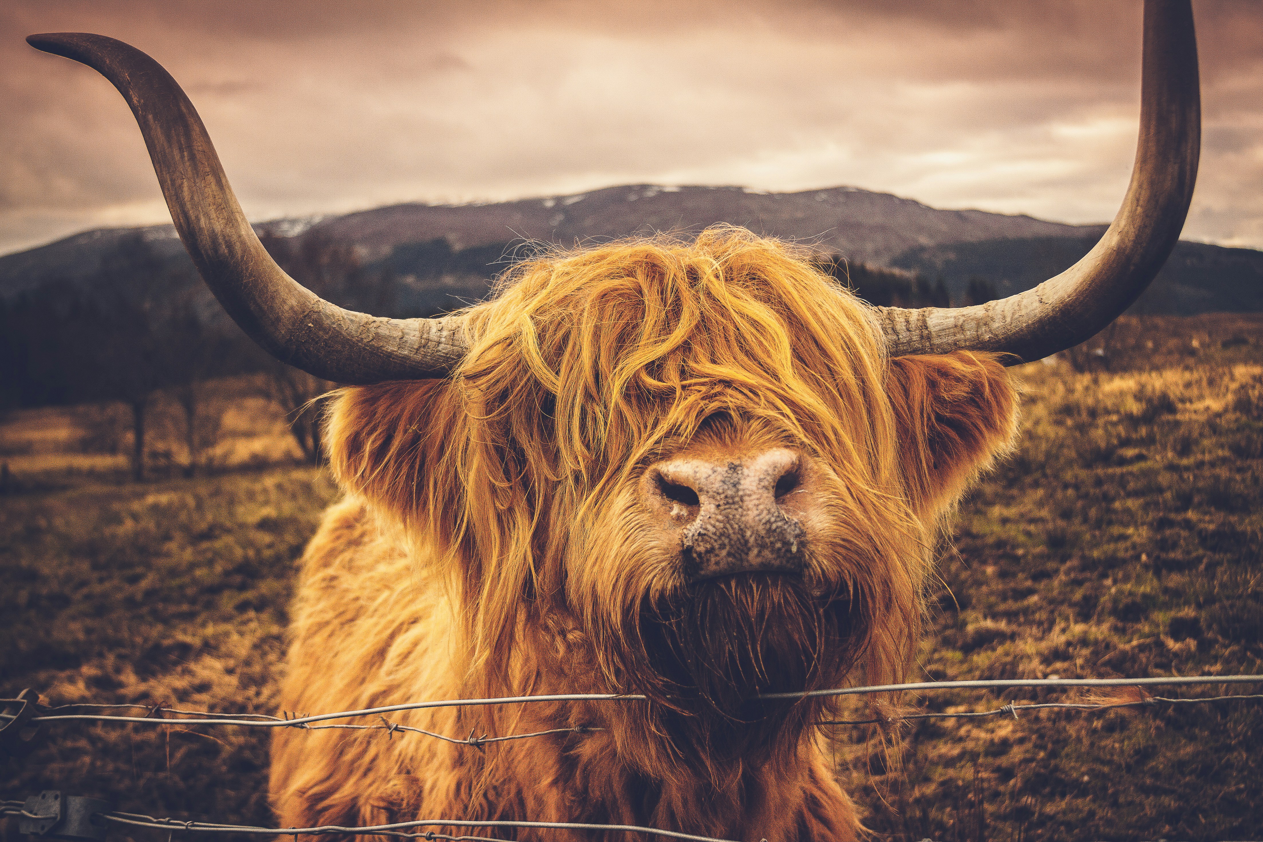 What is a Heilan Coo?