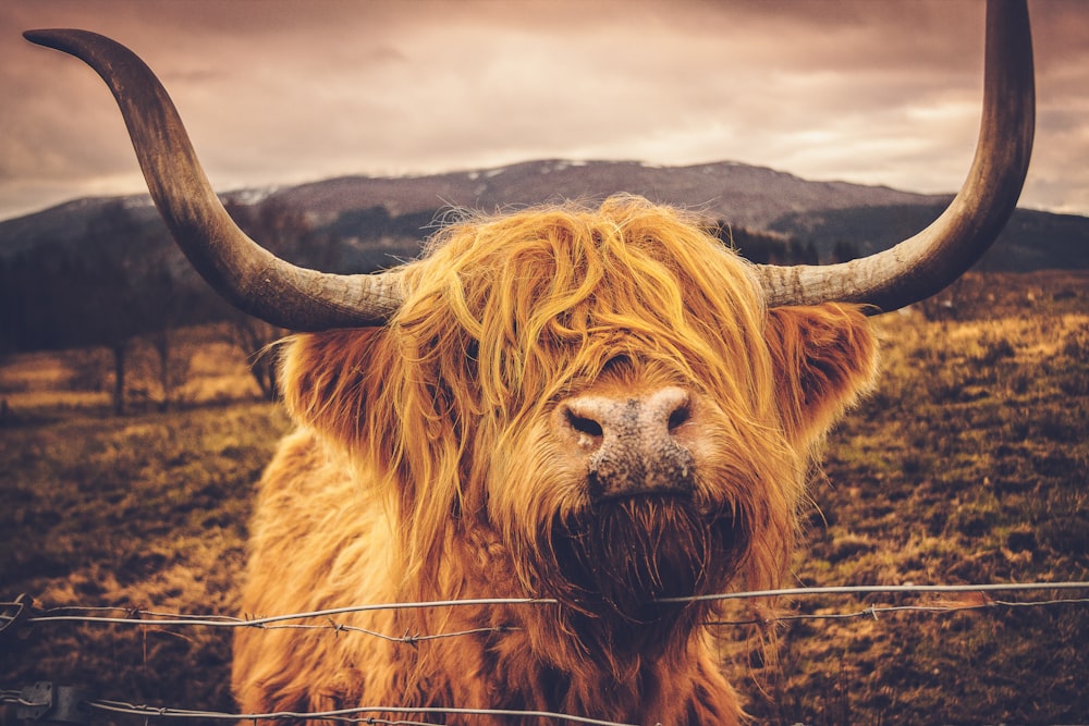 closeup photography of brown yak