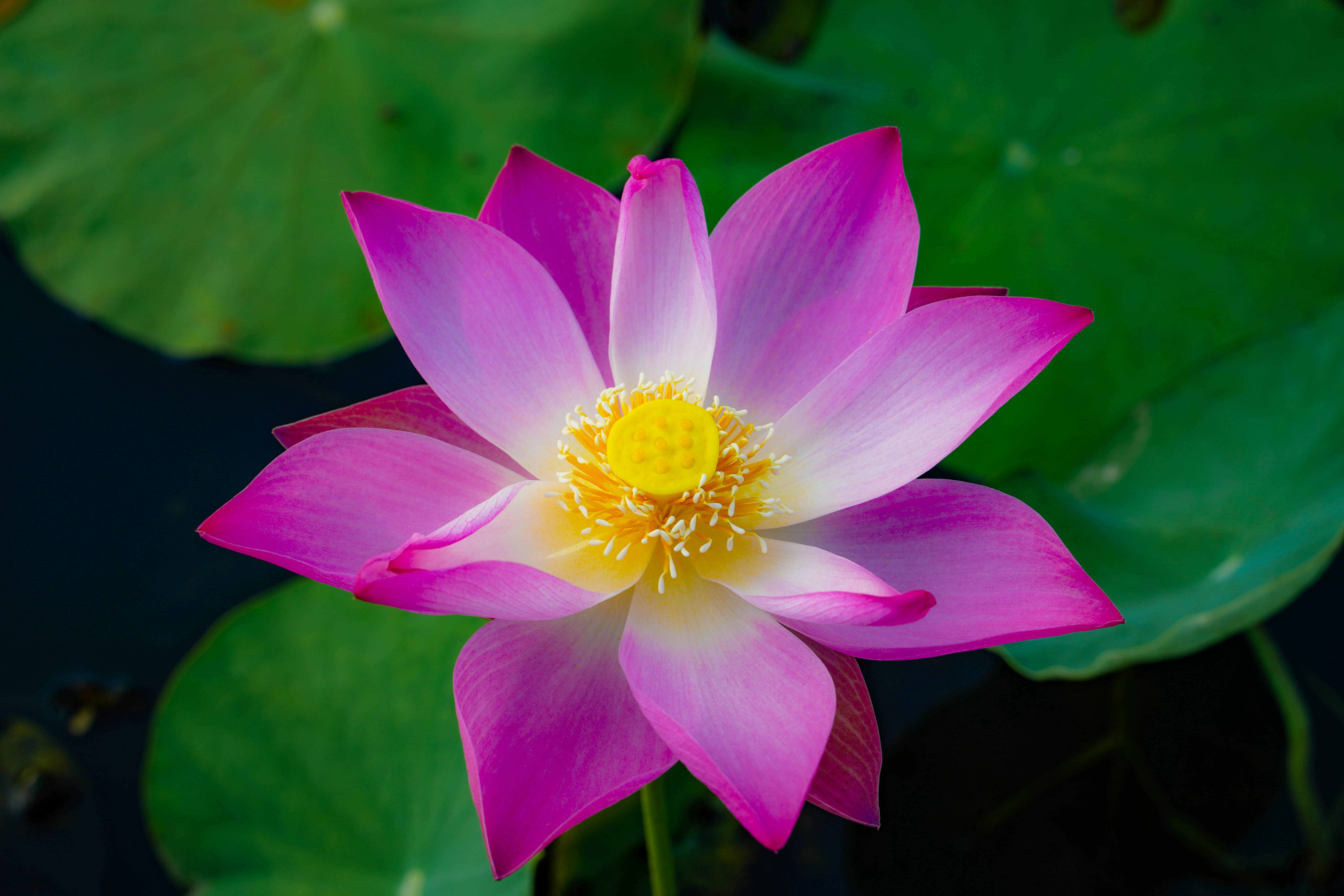 shallow focus photo of purple flowers