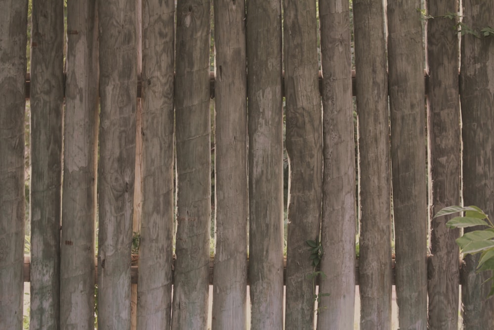 un gruppo di alberi uno accanto all'altro