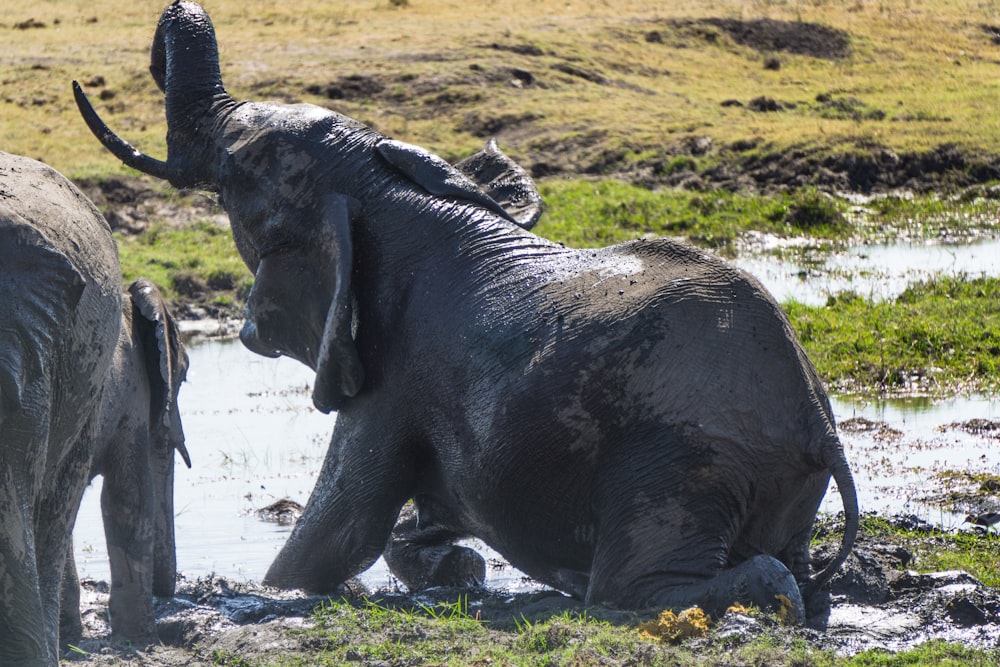 view photography of black elephant on swamp