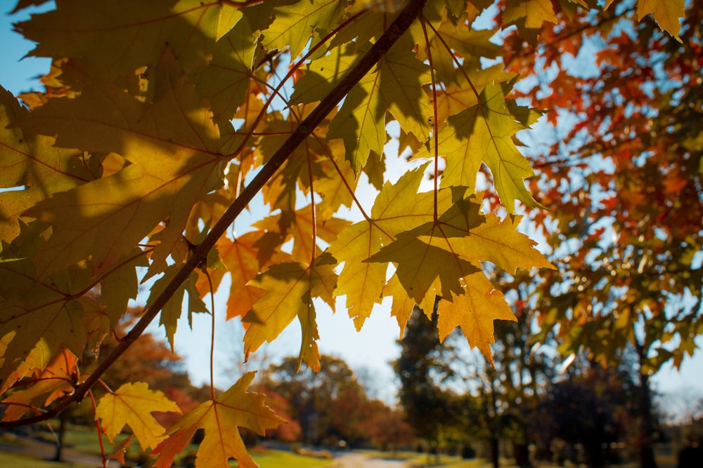 brown-leaved tree