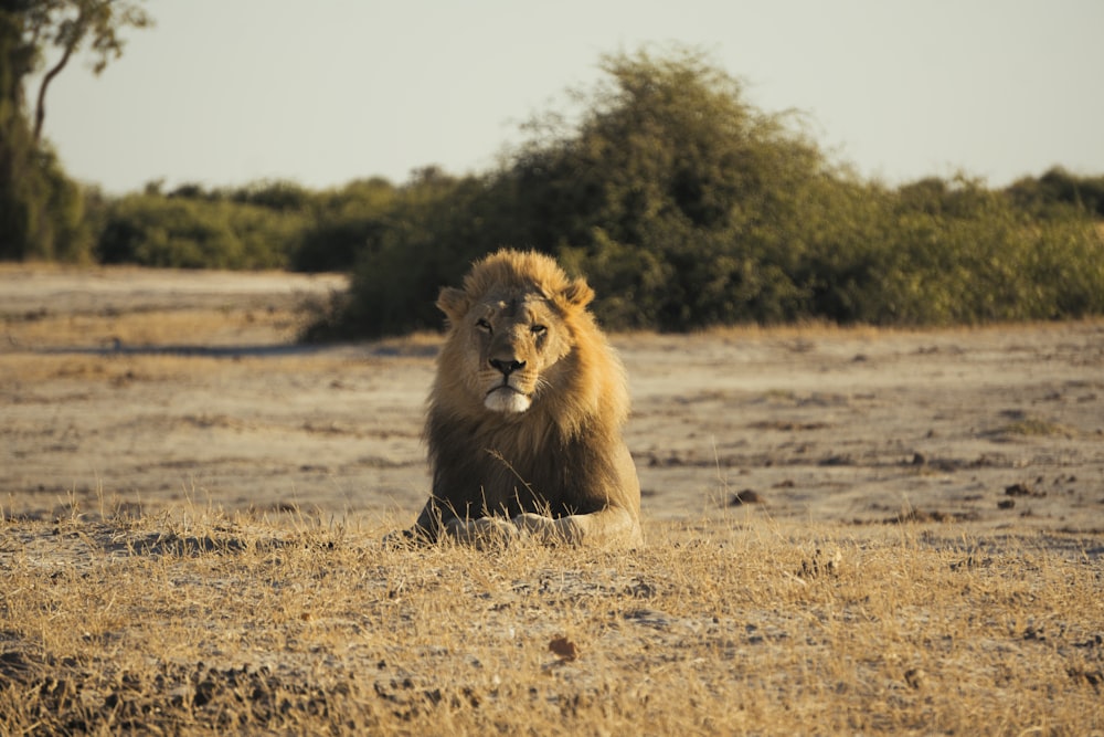 brown lion sitting on ground during daytime