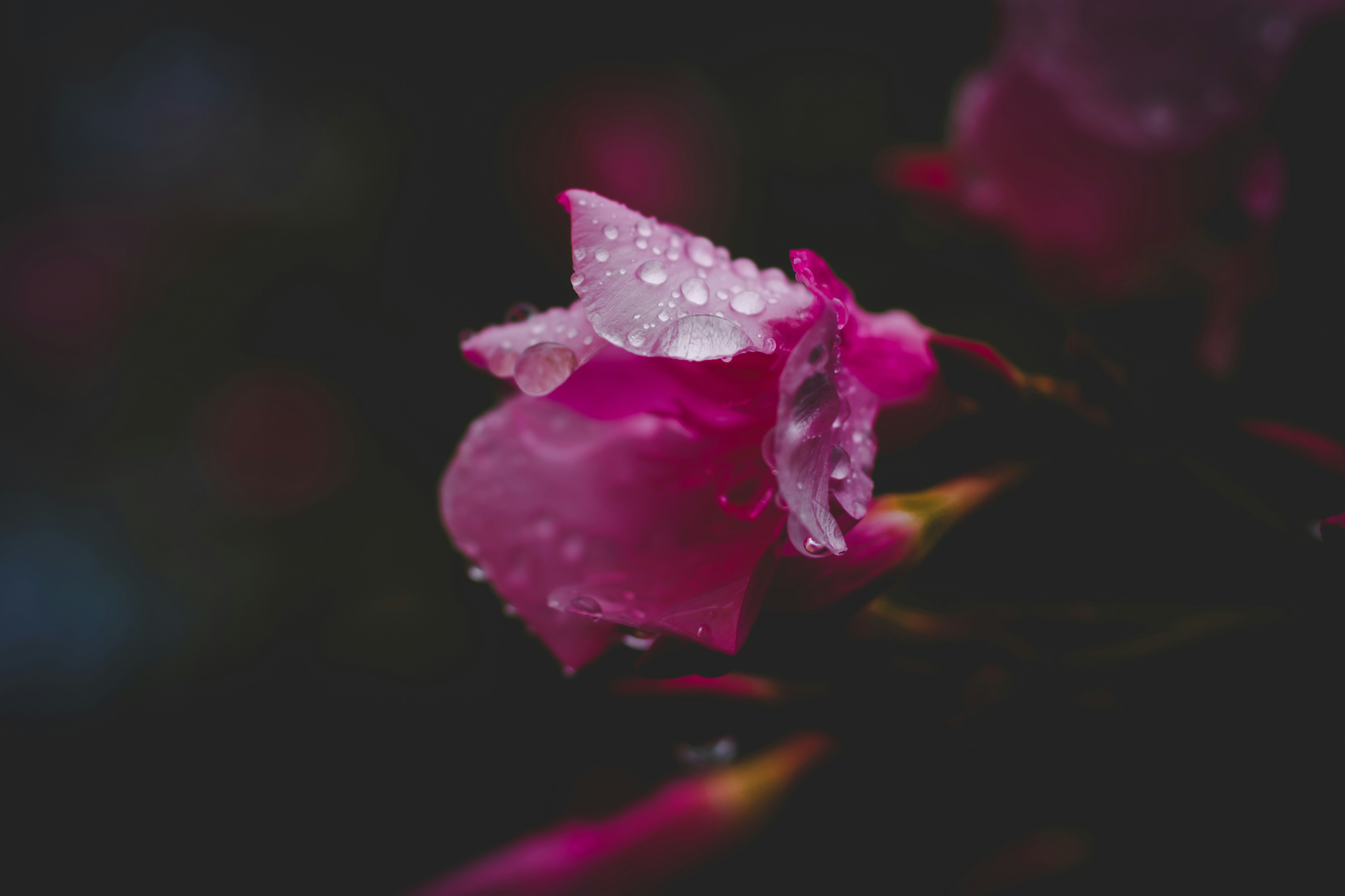 Photo by phoenixprithivi