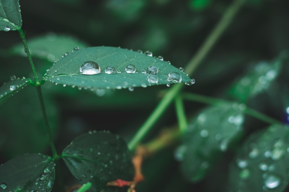 green-leafed plants