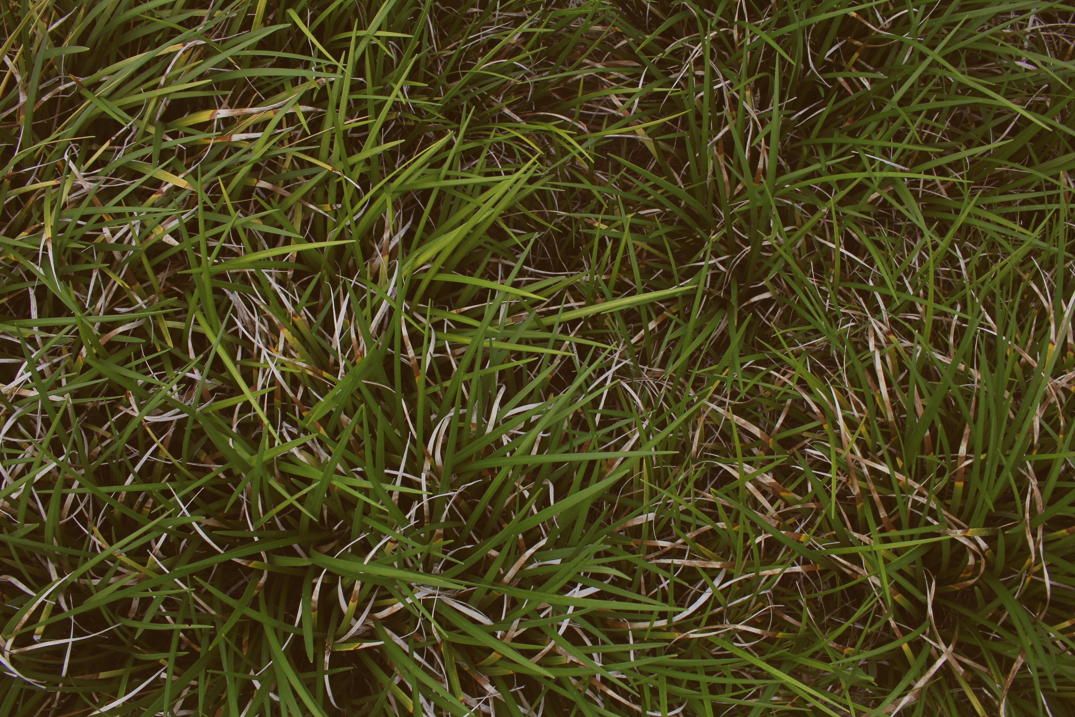 Signs of Bladder Trouble in Dogs