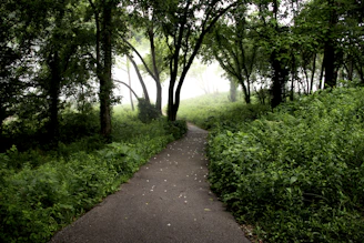 Early morning mist hovering over a narrow trail surrounded by dense forest.