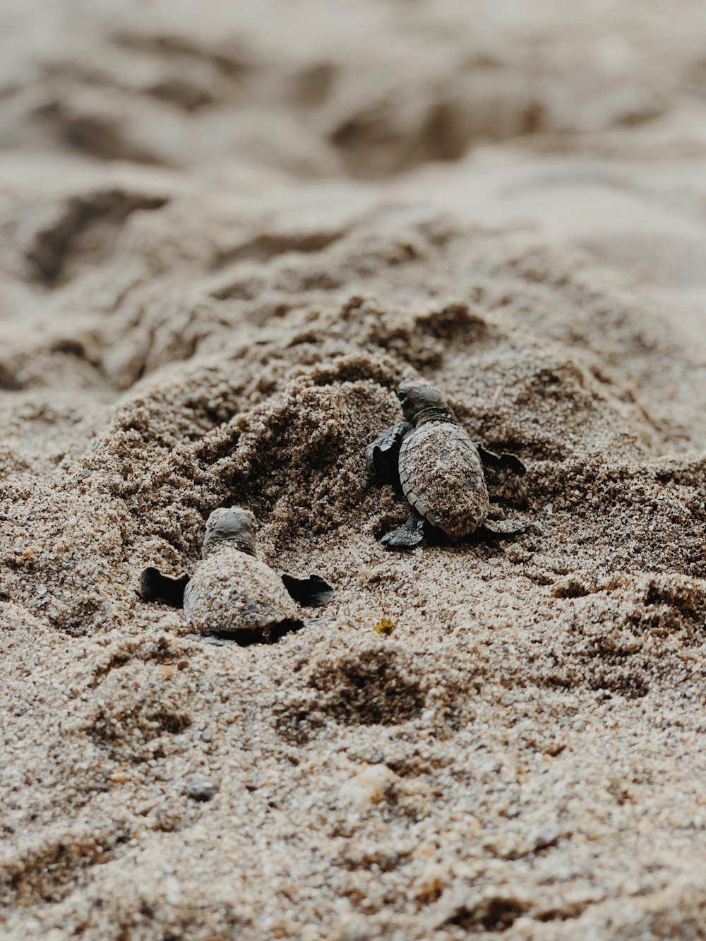 shallow focus photo of turtles on sand
