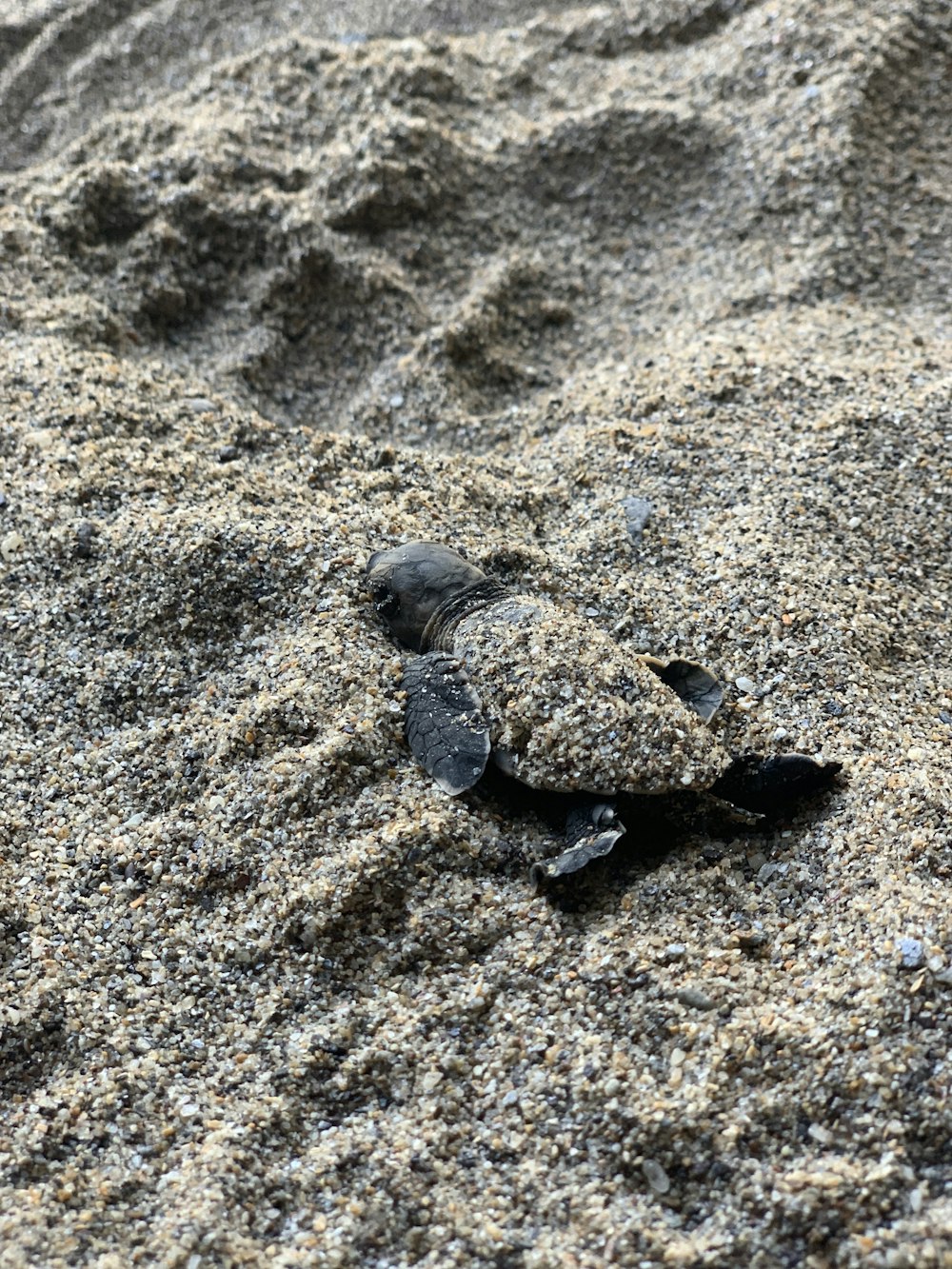 black sea turtle