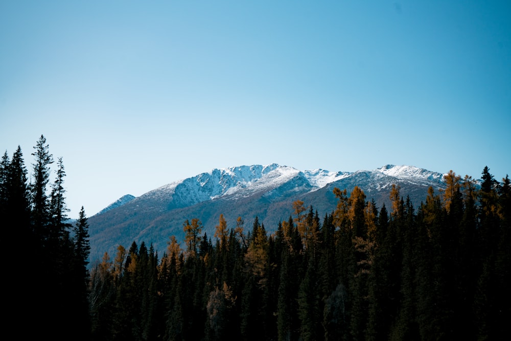 landscape photography of trees and mountain