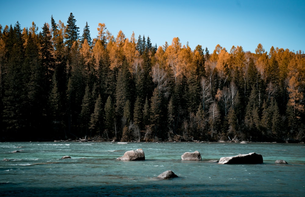 landscape photography of body of water near tall trees