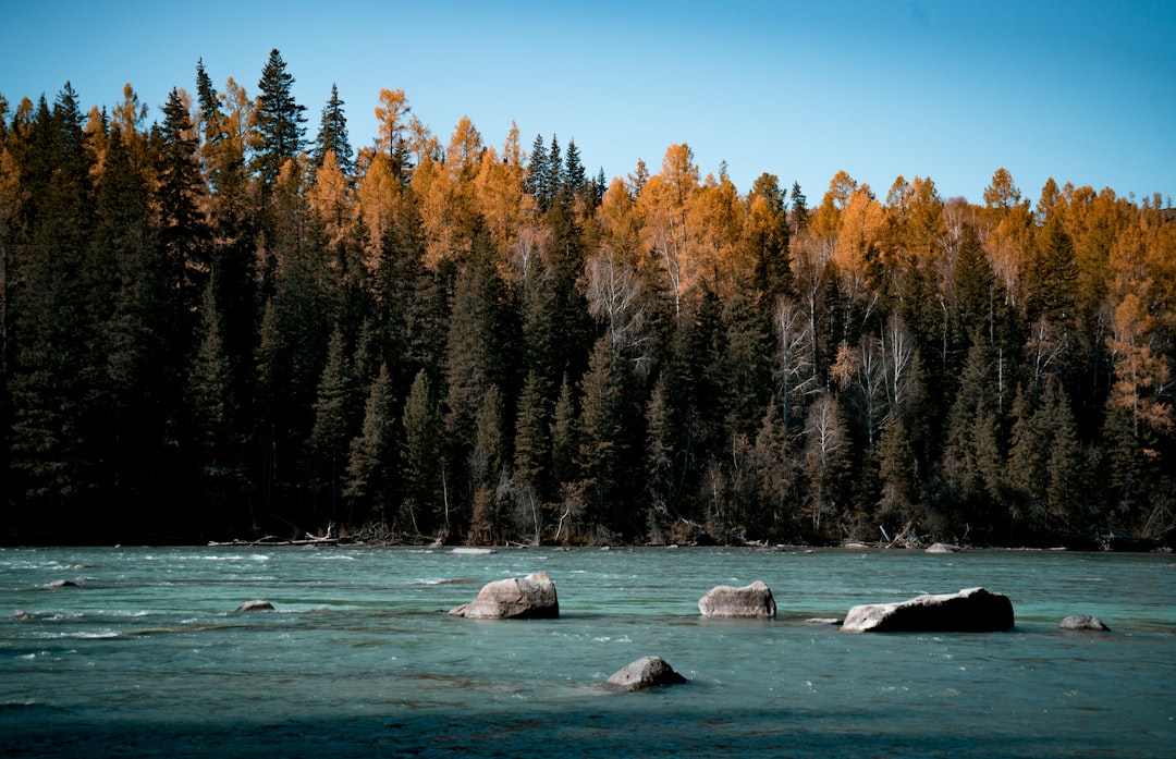 landscape photography of body of water near tall trees