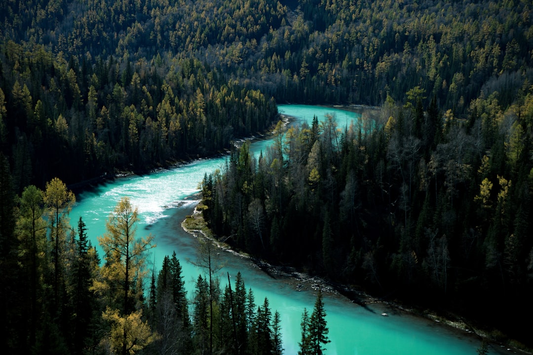 aerial photo of green trees near body of water