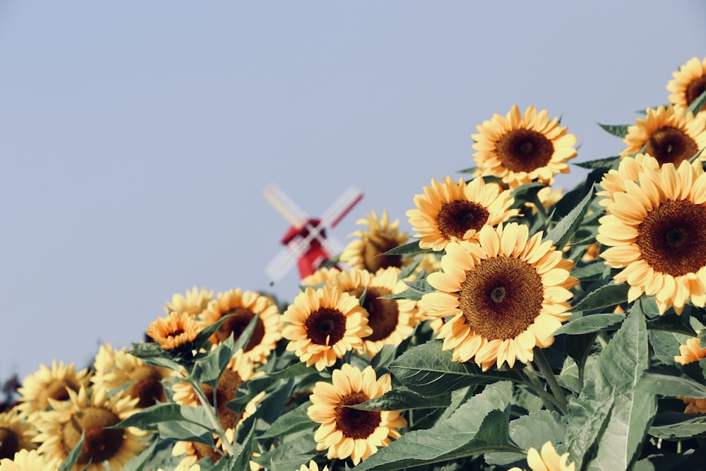 yellow sunflowers in bloom