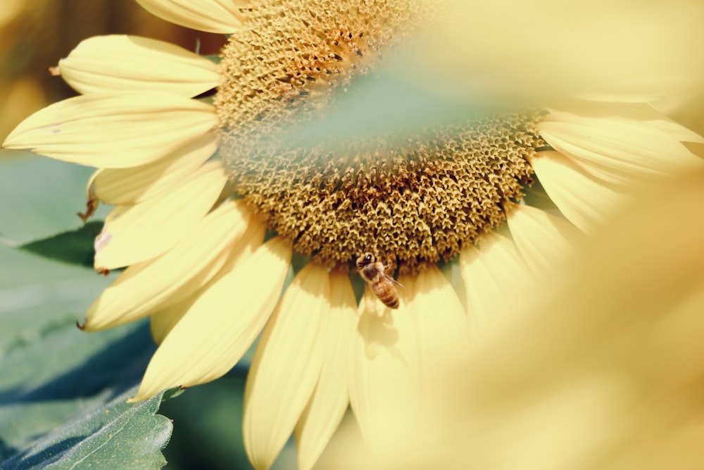 yellow petaled flower