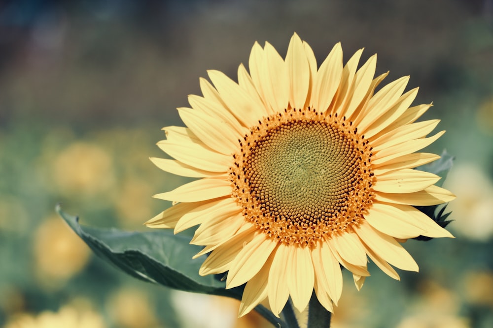 yellow sunflowers