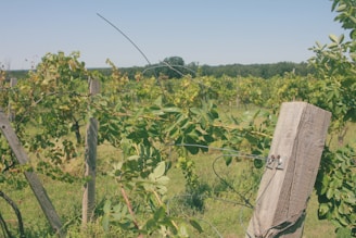 A vineyard landscape featuring rows of grapevines supported by wooden stakes and wire. Lush green leaves and some yellowing foliage indicate a growth period, while the background shows a clear blue sky and a distant tree line.