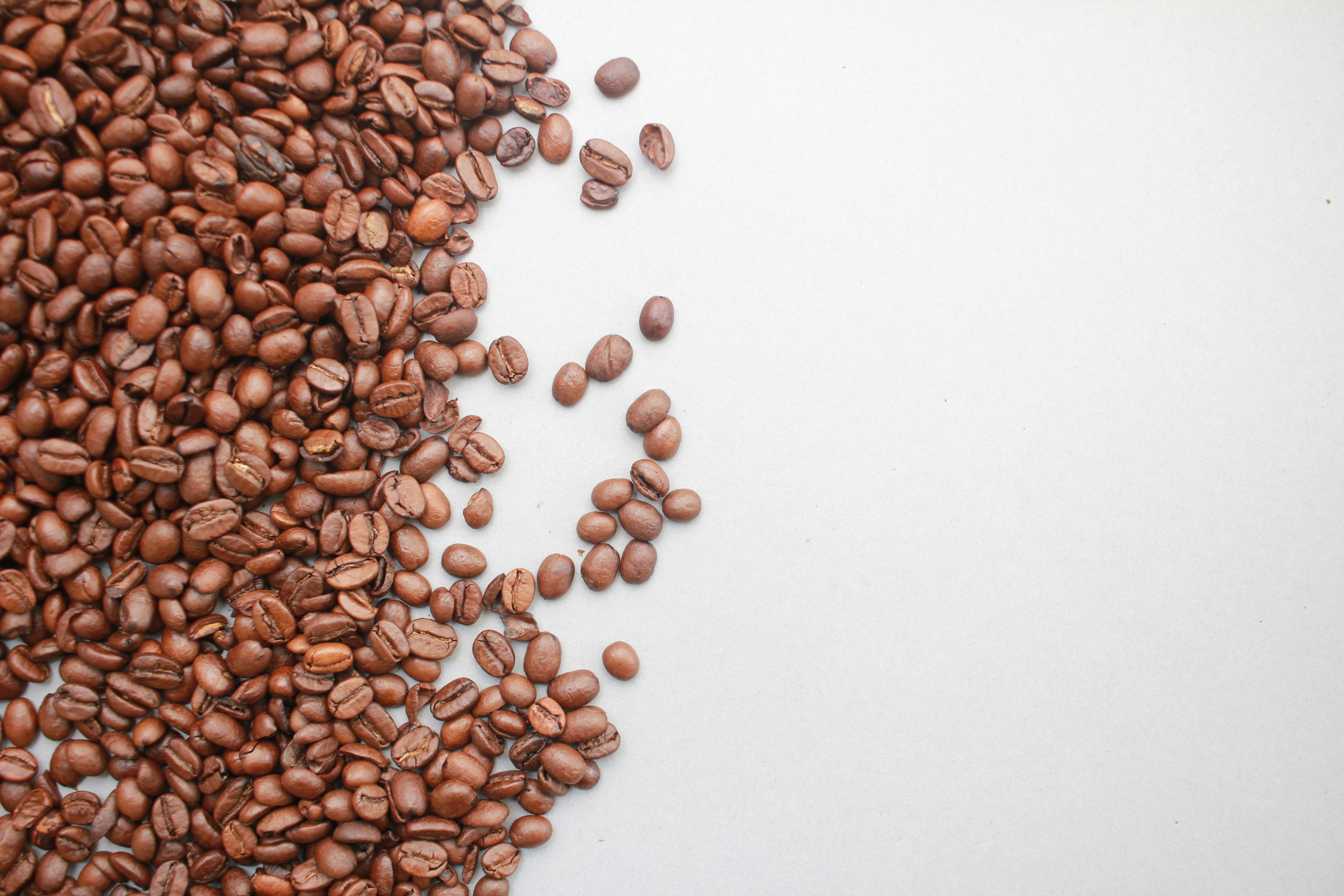 프로틴 파우더 비교 추천 입문자