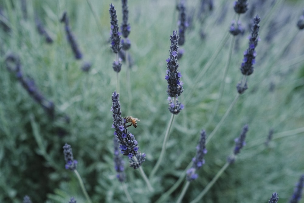 a bee is sitting on a lavender plant
