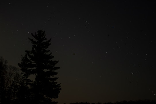 A dark night sky filled with numerous stars shining brightly. A silhouetted pine tree stands prominently in the foreground against this celestial backdrop. The surrounding area appears to be a forest or wooded landscape, contributing to the serene and tranquil atmosphere.