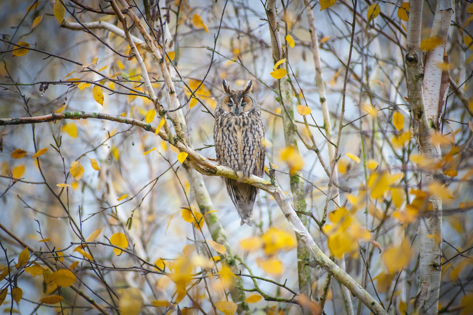 Nikon D3 sample photo. Owl on tree photography