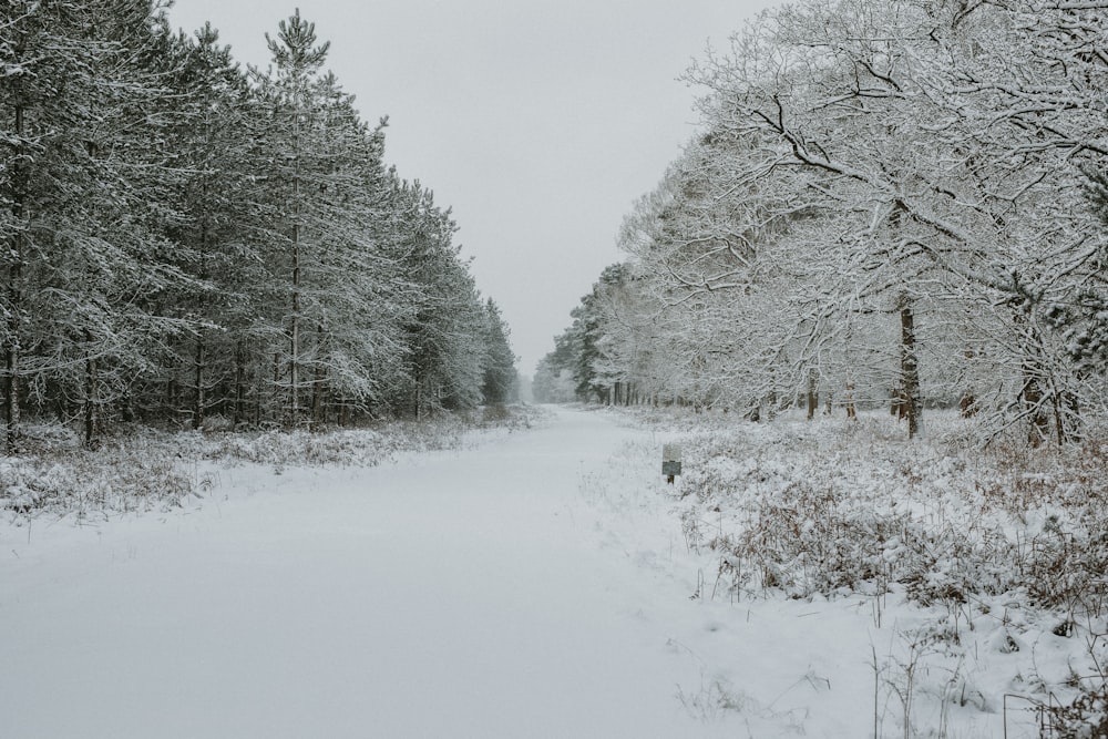 snow-covered lined trees during daytime