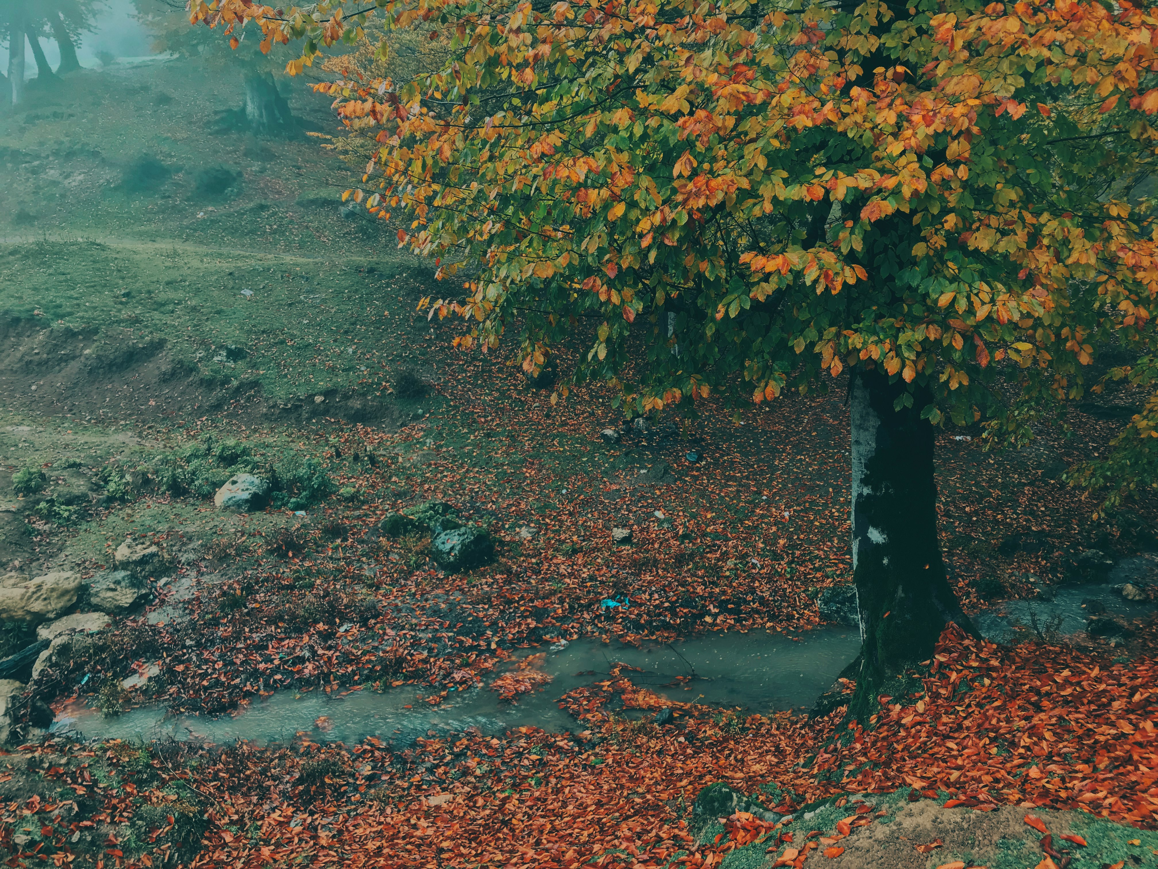 river near trees in foggy day