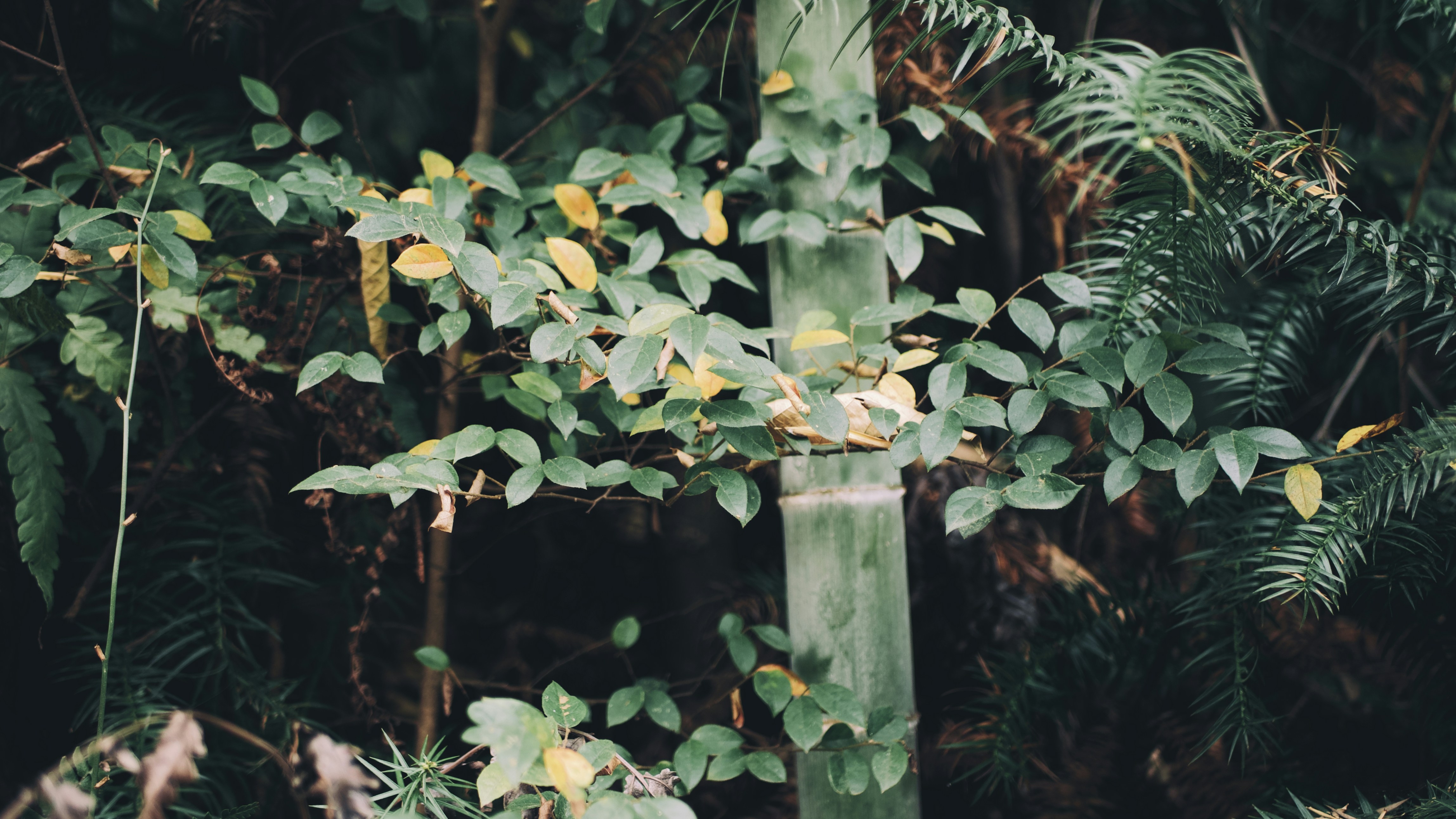 Photo by xiexianghua