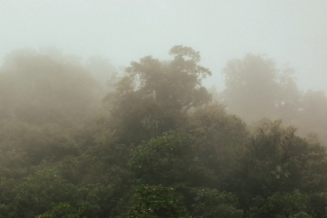 a herd of sheep grazing on a lush green hillside, Mist by the volcano.