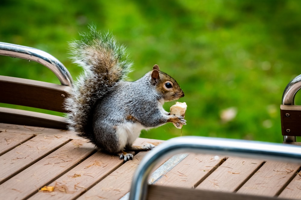 gray and brown squirrel on wooden plank