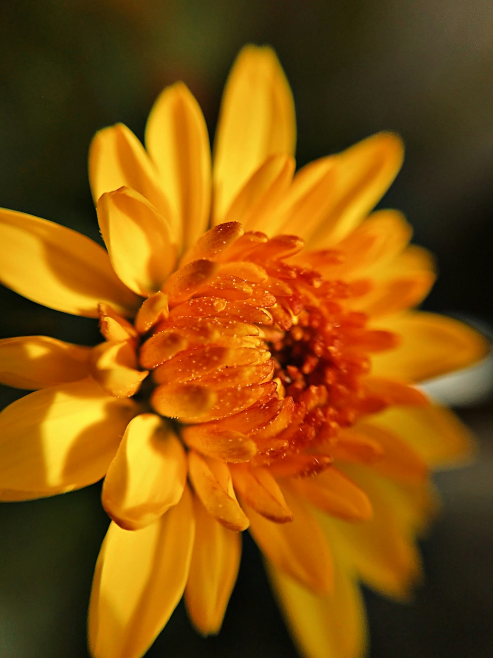 yellow petaled flower