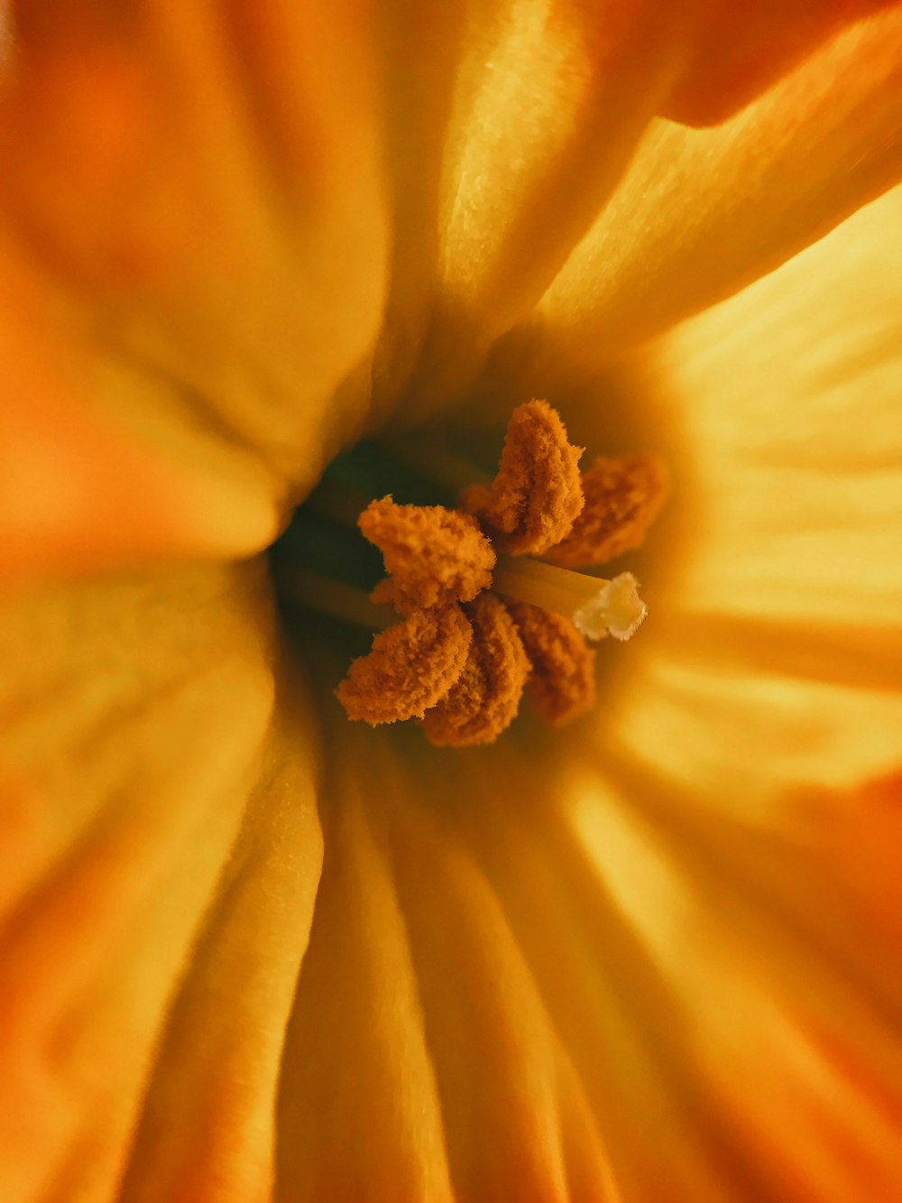 노란 꽃 암술의 선택적 초점 사진