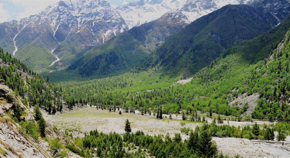 aerial photography of trees in the valley