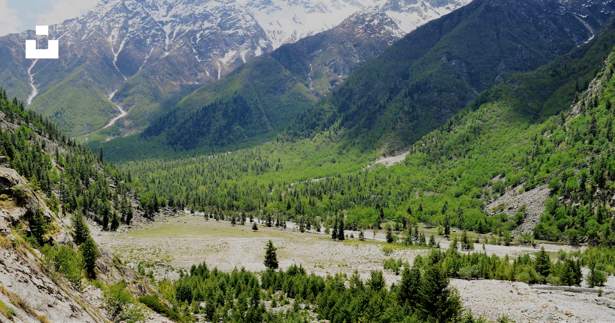 Aerial photography of trees in the valley photo – Free Himalaya Image ...
