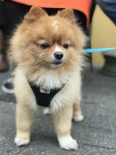 A stylish dog wearing a sleek, comfortable harness in a bright, minimalist setting.