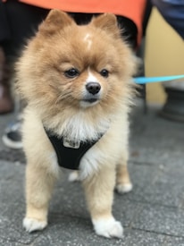 A small, fluffy dog with a light brown coat stands on a paved surface, wearing a black harness. The leash attached to the harness is blue, adding a contrast to its fur. The background suggests an outdoor setting with muted colors.