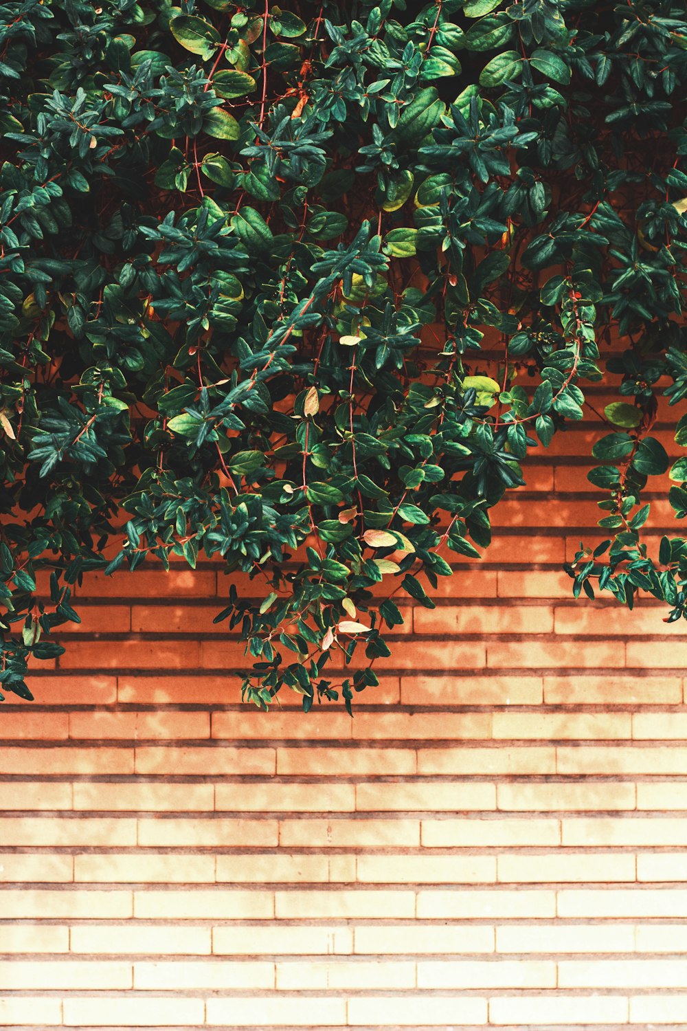 green-leafed plant