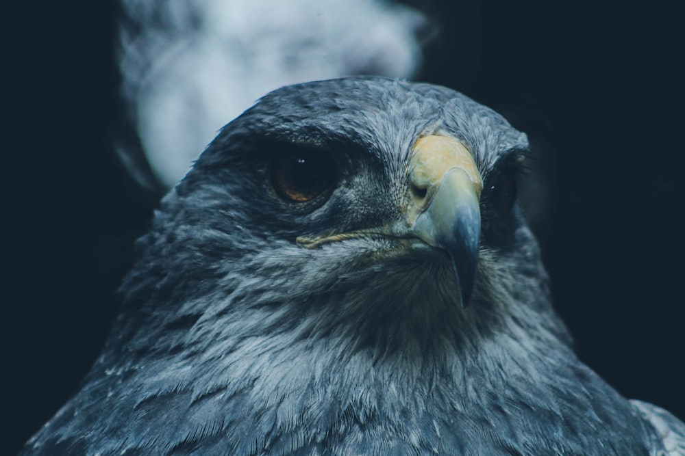 macro photography of gray eagle