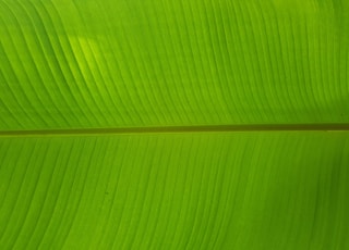 closeup photo of green leaf