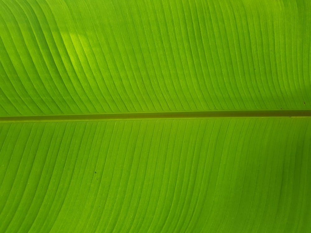 closeup photo of green leaf