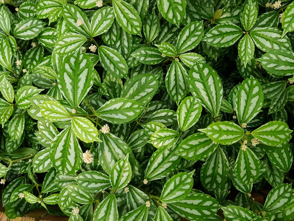 green-leafed plant