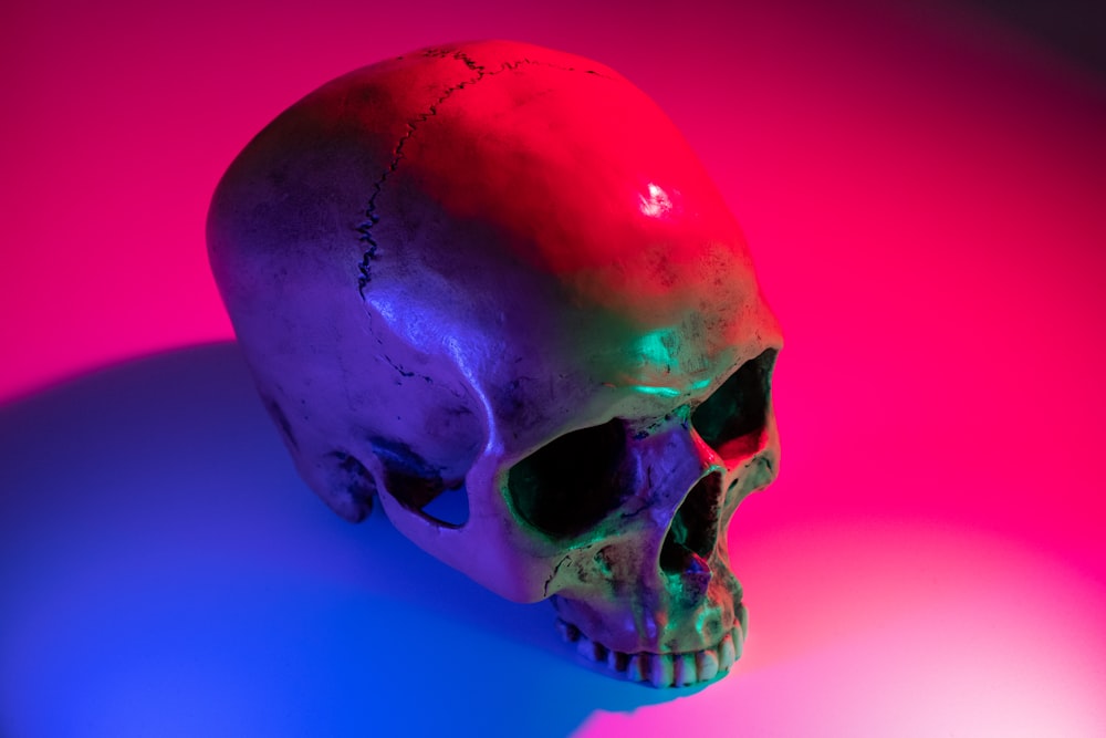 brown human skull