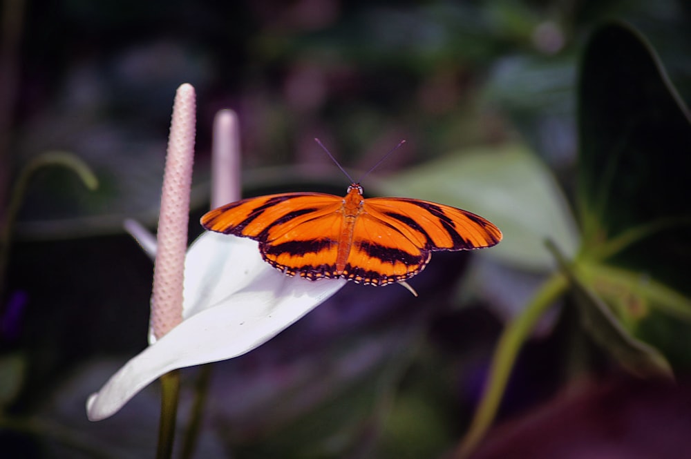 brown butterfly