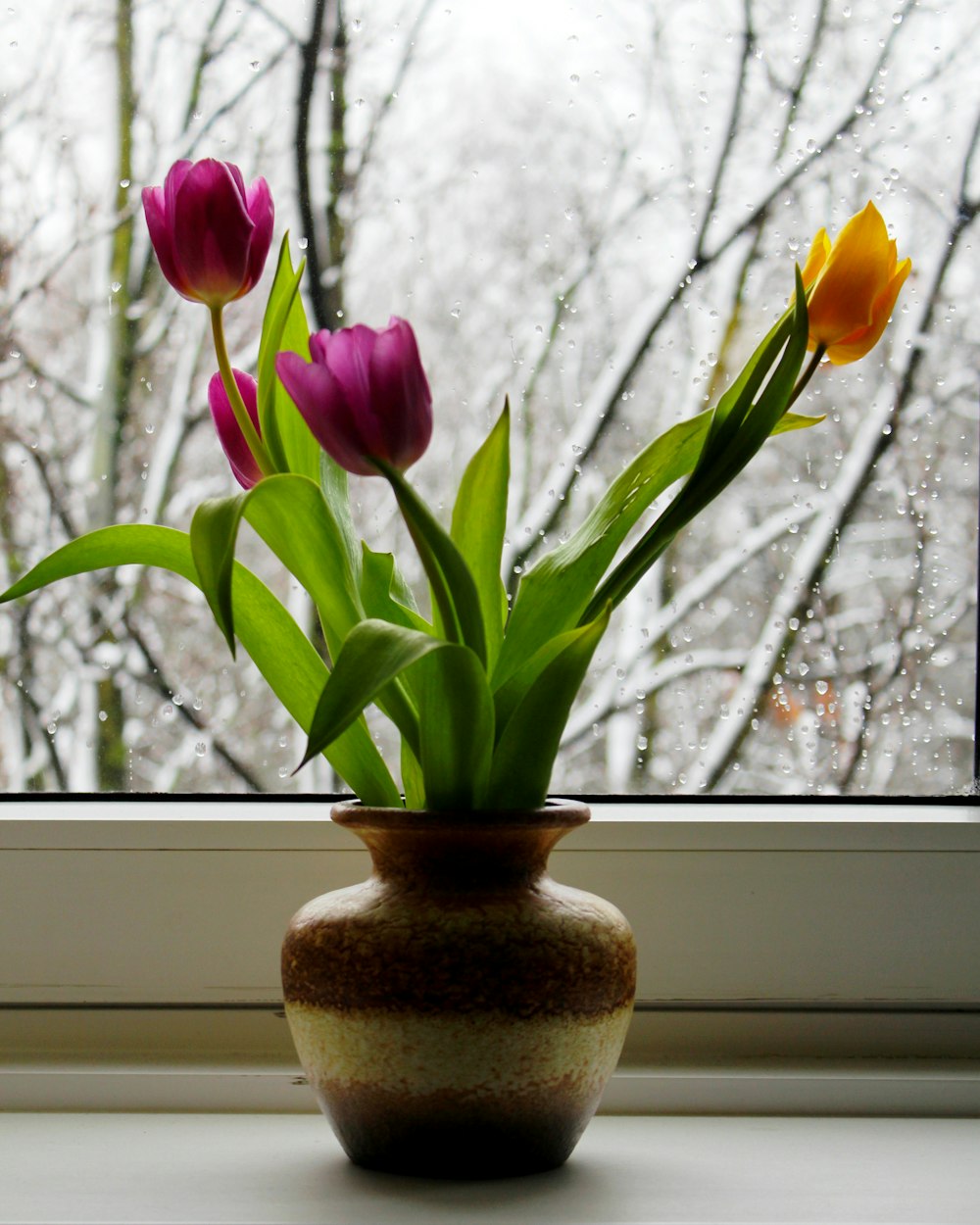 purple and yellow tulip flower