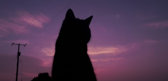 A silhouette of a cat perched on a fence at sunset, with vibrant orange and pink skies.