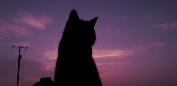 A silhouette of a cat perched on a fence at sunset, with vibrant orange and pink skies.
