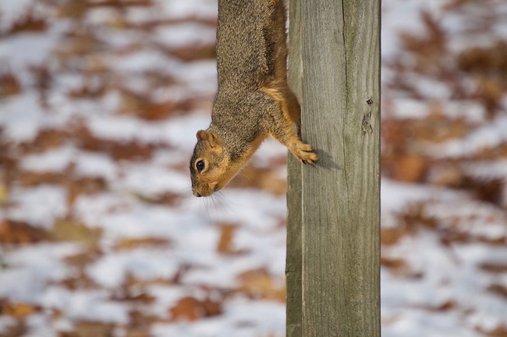brown and gray squirrel on gray plank