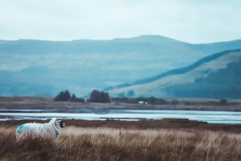 white sheep on brown field viewing body of water and mountain